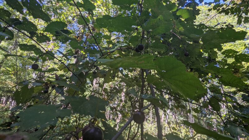 Pilot Mountain State Park - Corridor Trail - Pinnacle, NC