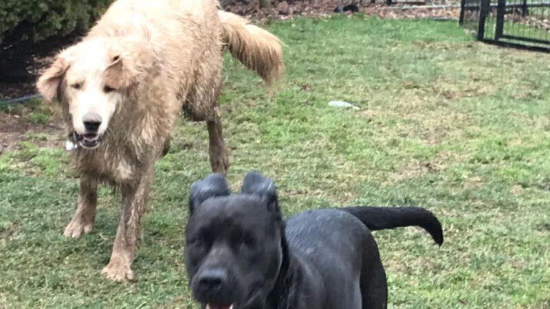Bedminster Canine Kamp - Pipersville, PA