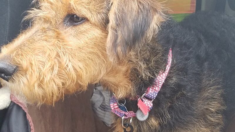 Bedminster Canine Kamp - Pipersville, PA