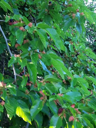 Day Park - Piscataway, NJ