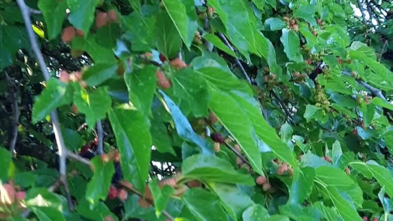 Day Park - Piscataway, NJ