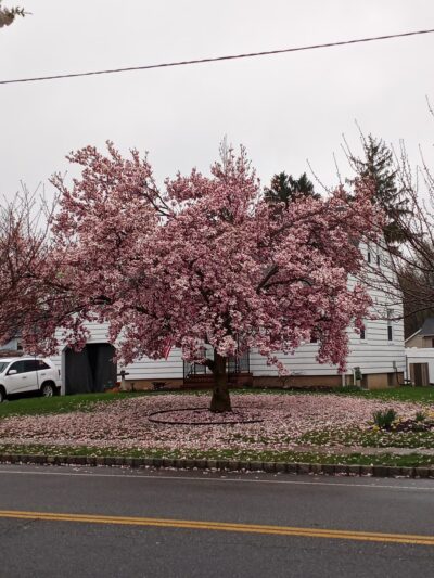 Day Park - Piscataway, NJ