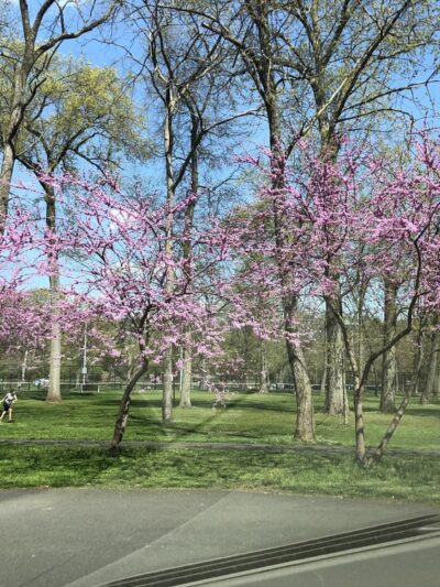 Johnson Park Grove 1 - Piscataway, NJ