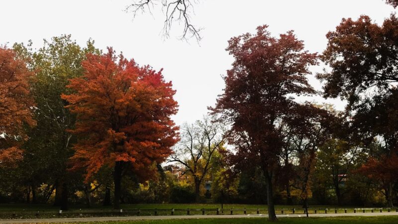 Johnson Park - Grove 4 - Piscataway, NJ