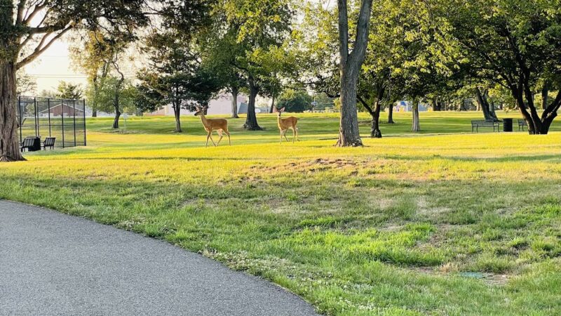 Perrine Park - Piscataway, NJ