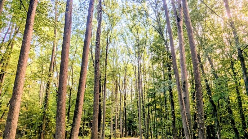 Quibbletown Park - Piscataway, NJ