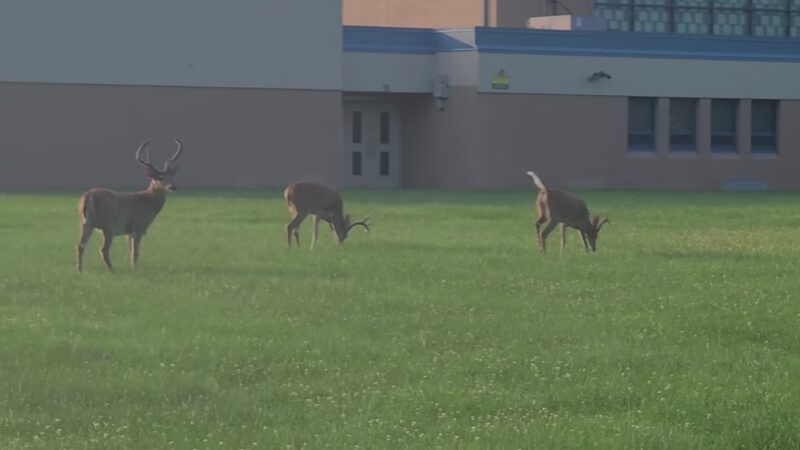 Quibbletown Park - Piscataway, NJ