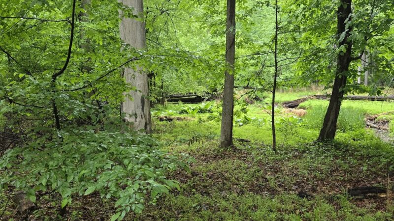 Quibbletown Park - Piscataway, NJ