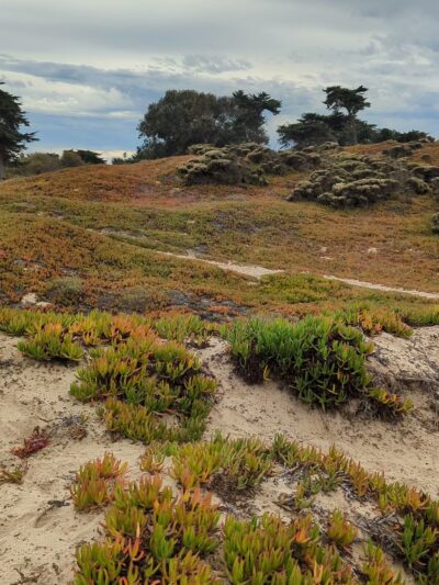 Beach Foot Trail - Pismo Beach, CA