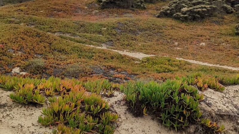 Beach Foot Trail - Pismo Beach, CA