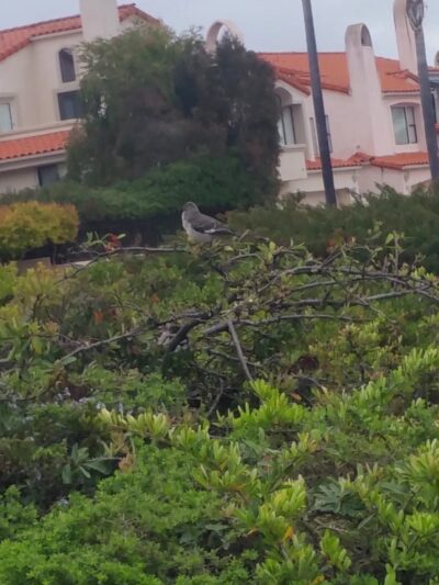 Highland Park - Pismo Beach, CA