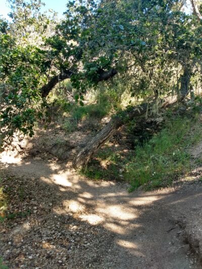 Pismo Lake Ecological Reserve - Pismo Beach, CA