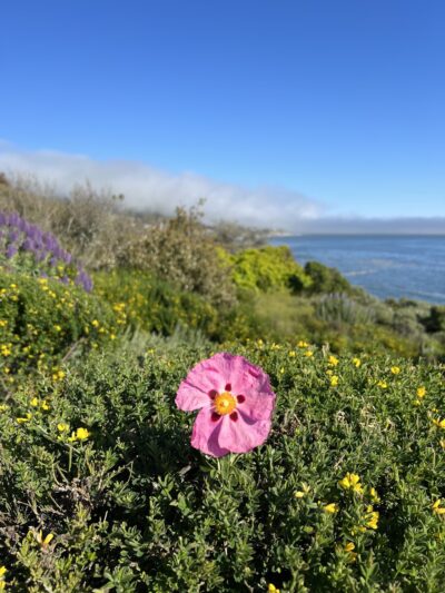 STP Beach - Pismo Beach, CA