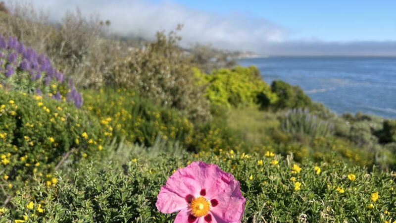 STP Beach - Pismo Beach, CA