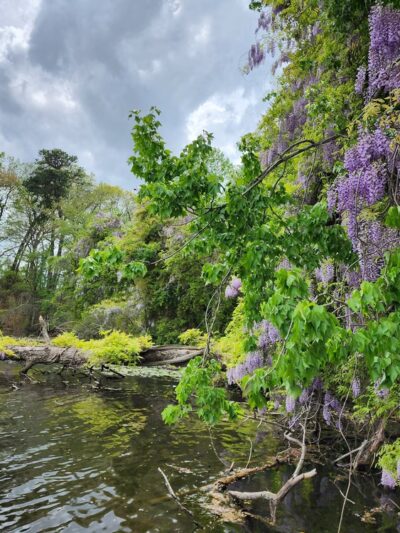 Alcyon Lake - Pitman, NJ