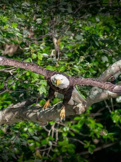 Alcyon Lake - Pitman, NJ