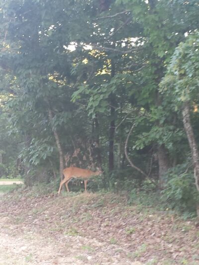 Whitesides Hidden Acres - Pittsburg, MO