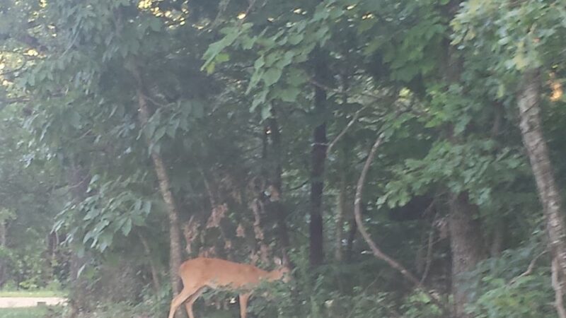 Whitesides Hidden Acres - Pittsburg, MO