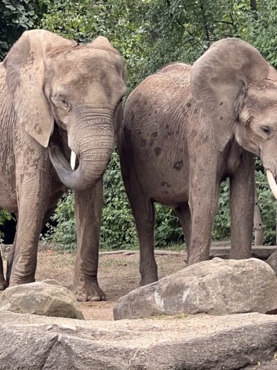 Highland Park - Pittsburgh, PA