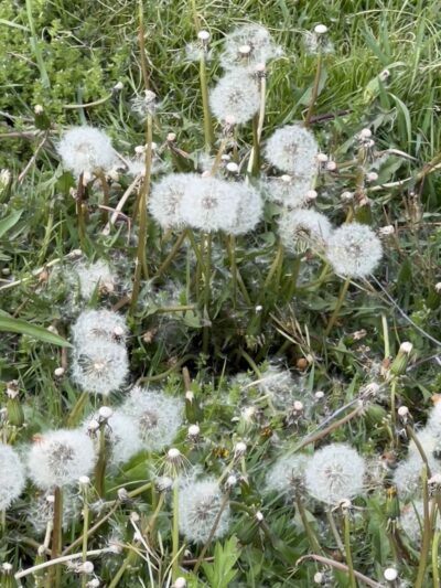 Allegheny River Trail - Pittsburgh, PA