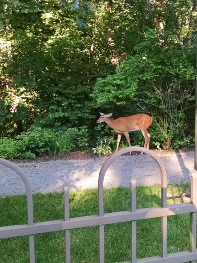 Ann Allison Hoover Park - Pittsburgh, PA