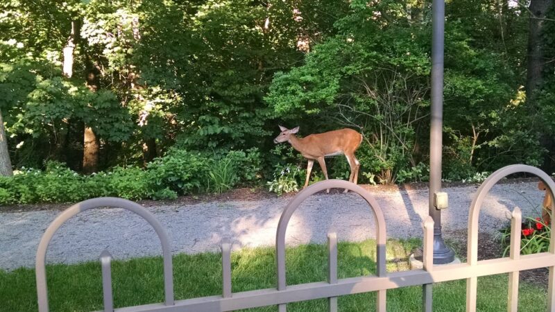 Ann Allison Hoover Park - Pittsburgh, PA