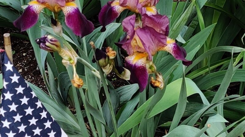 Ann Allison Hoover Park - Pittsburgh, PA