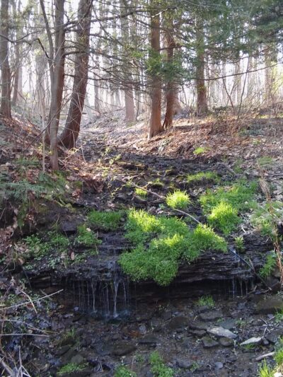Eliza Fox Trail Park - Pittsburgh, PA