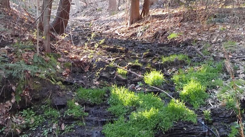 Eliza Fox Trail Park - Pittsburgh, PA