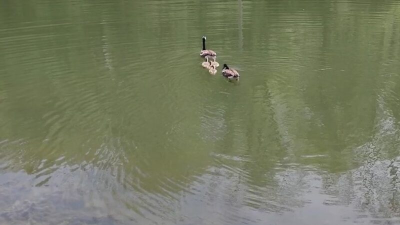 Evergreen Community Park - Pittsburgh, PA