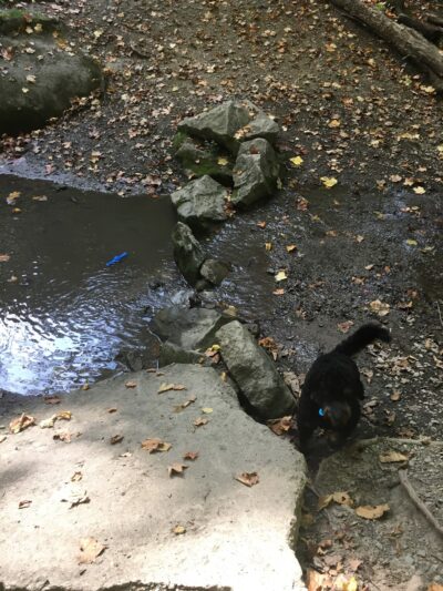 Hot Dog Dam Dog Park - Pittsburgh, PA