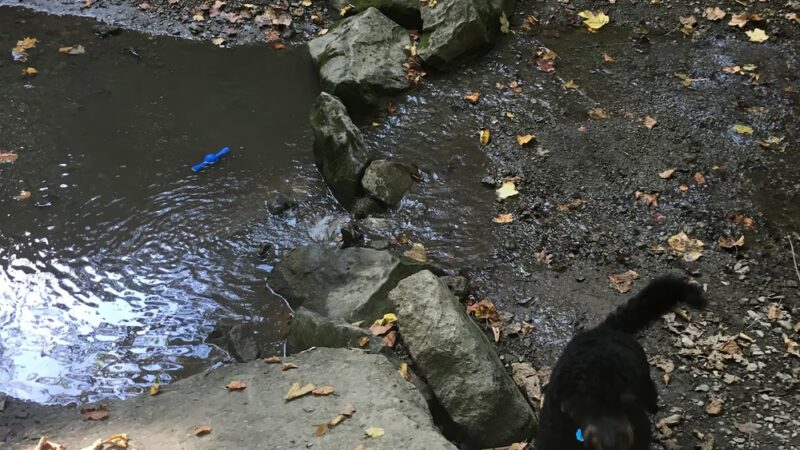 Hot Dog Dam Dog Park - Pittsburgh, PA