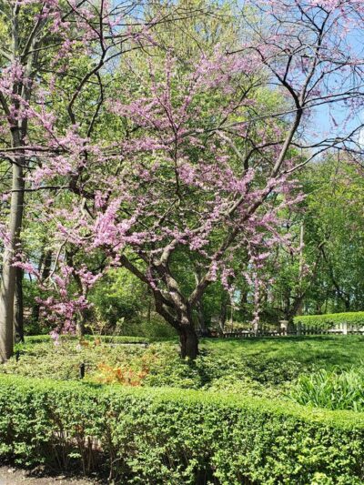 Hot Dog Dam Dog Park - Pittsburgh, PA