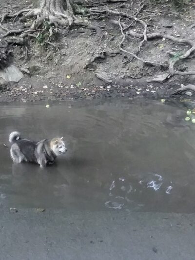 Hot Dog Dam Dog Park - Pittsburgh, PA