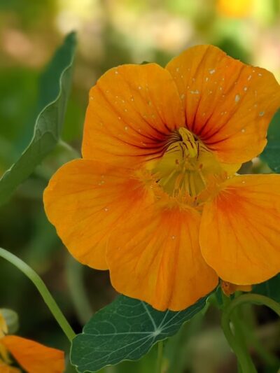 Look Out Street Parklet - Pittsburgh, PA