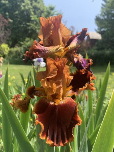 Mt Lebanon Park - Pittsburgh, PA