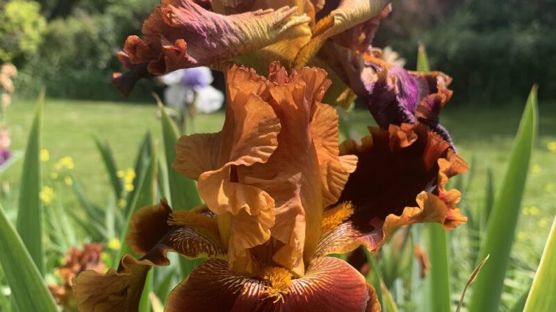 Mt Lebanon Park - Pittsburgh, PA