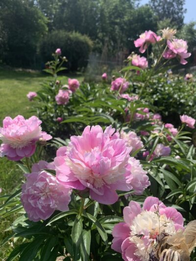 Mt Lebanon Park - Pittsburgh, PA