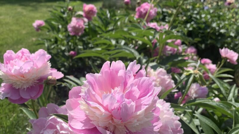 Mt Lebanon Park - Pittsburgh, PA