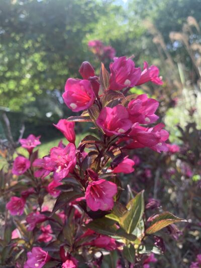 Mt Lebanon Park - Pittsburgh, PA