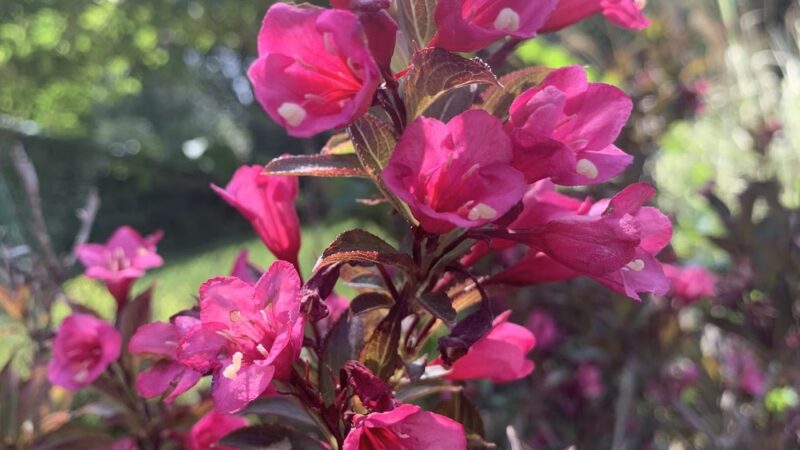 Mt Lebanon Park - Pittsburgh, PA