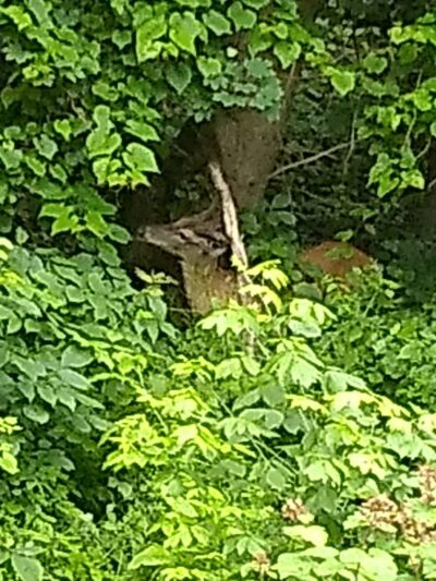 Mt. Washington Park - Pittsburgh, PA