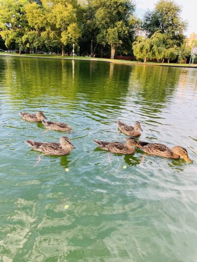 Off Leash Dog Exercise Area - Pittsburgh, PA