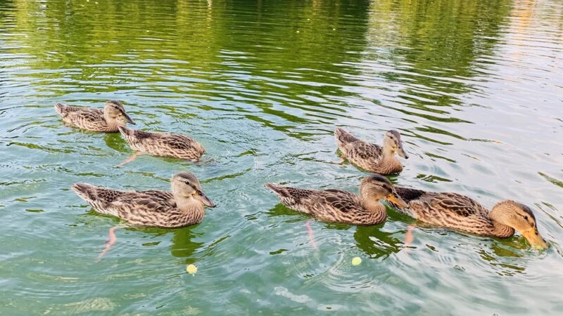 Off Leash Dog Exercise Area - Pittsburgh, PA