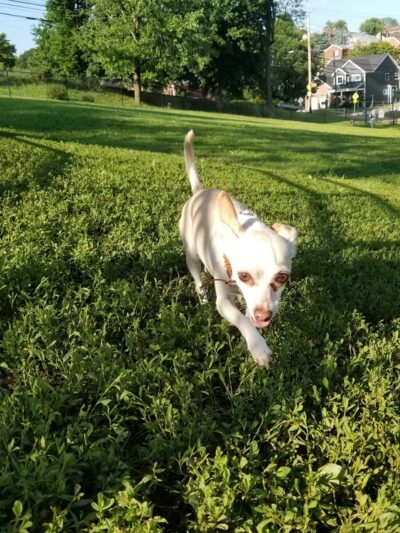 Olympia Park - Pittsburgh, PA