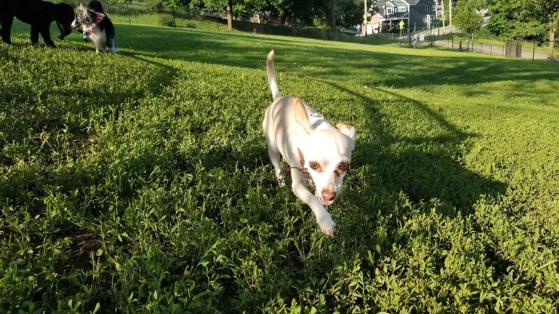 Olympia Park - Pittsburgh, PA