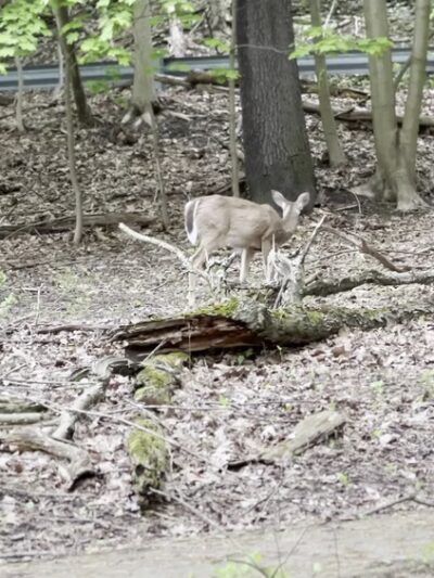 Riverview Park - Pittsburgh, PA
