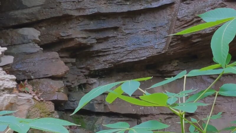 Salamander Park - Pittsburgh, PA