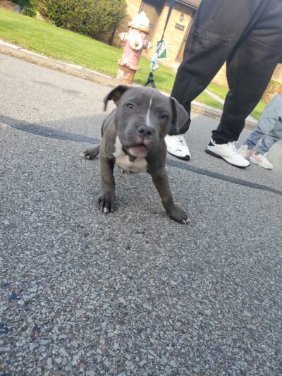 Spring Hill Playground - Pittsburgh, PA