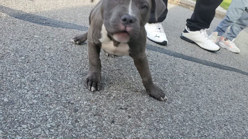 Spring Hill Playground - Pittsburgh, PA